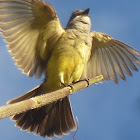 Cassins Kingbird