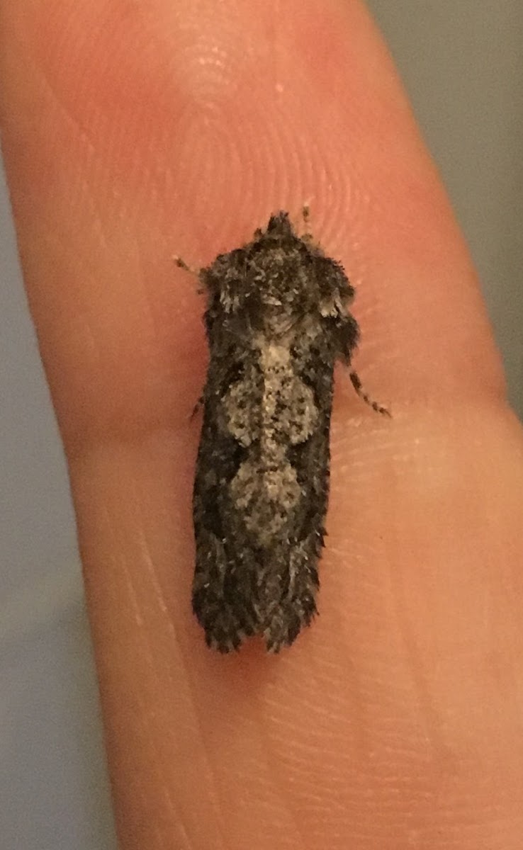 Clemens' Grass Tubeworm Moth