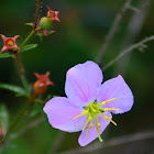 Pale Meadow Beauty