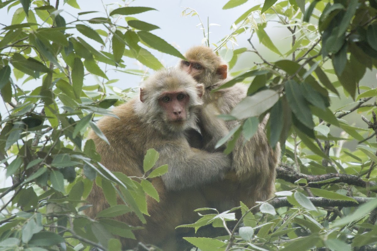 Rhesus macaque