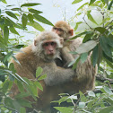 Rhesus macaque