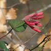 Trumpet Honeysuckle