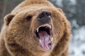 Image result for bear