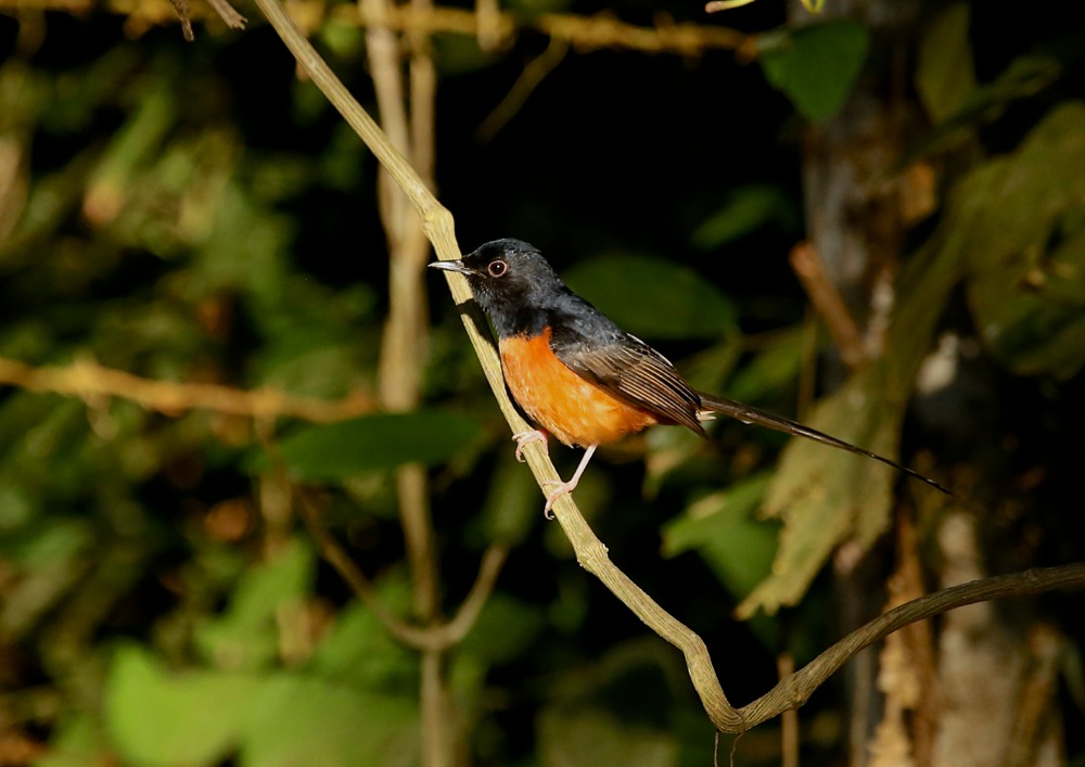 White-rumped Shama