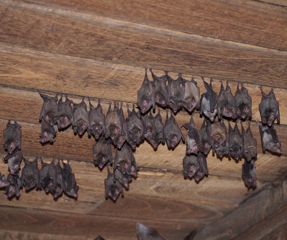 Gray Long-tongued Bat