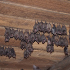 Gray Long-tongued Bat