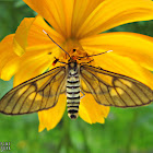 Amata Wasp Moth