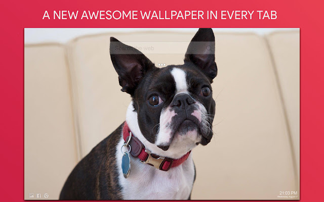 Boston Terrier Wallpaper HD Custom New Tab