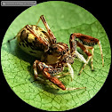 Headband Jumping spider, female