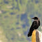 Carrion Crow