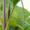 Fork-Tailed Bush Katydid