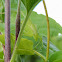 Fork-Tailed Bush Katydid