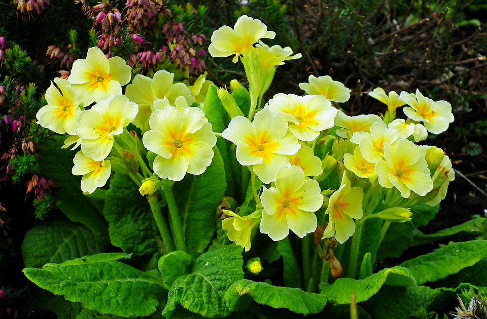 https://cdn.pixabay.com/photo/2021/03/11/19/26/primrose-6087961_960_720.jpg