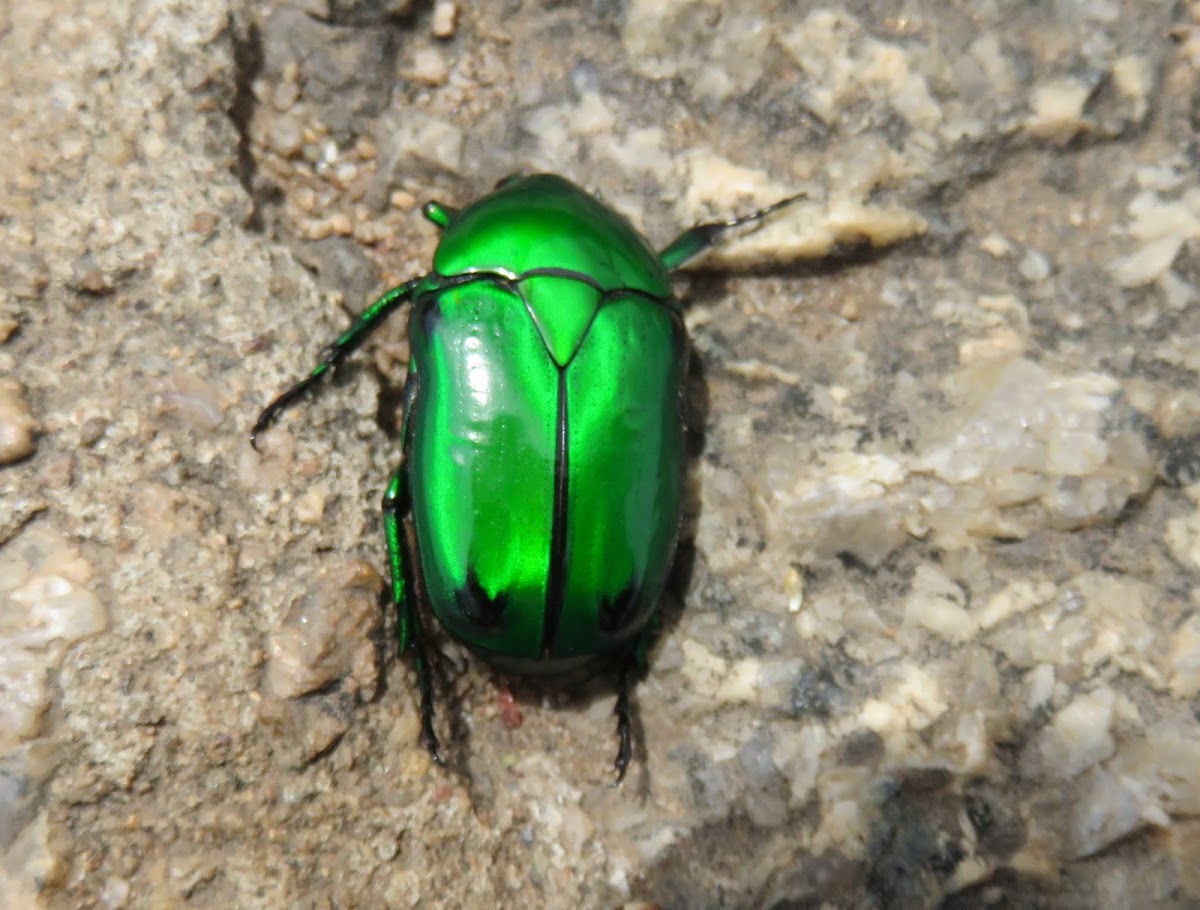 Flower Chafer