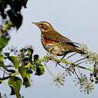 Redwing