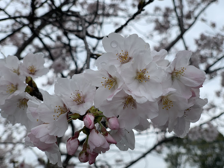 ヴォクシーの我流・桜に関するカスタム事例の投稿画像4枚目