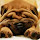 Chinese Shar-pei Themes & New Tab