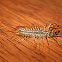 Common House Centipede