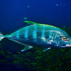 Golden trevally