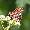 Gulf Fritillary