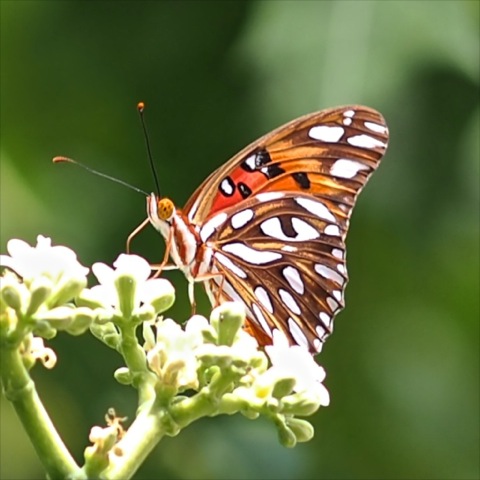 Gulf Fritillary