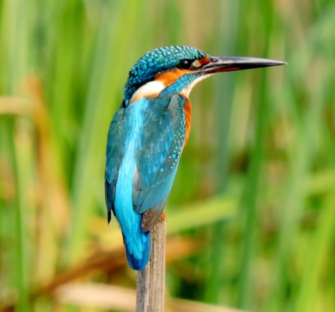 Common kingfisher