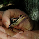 Common Five-lined skink