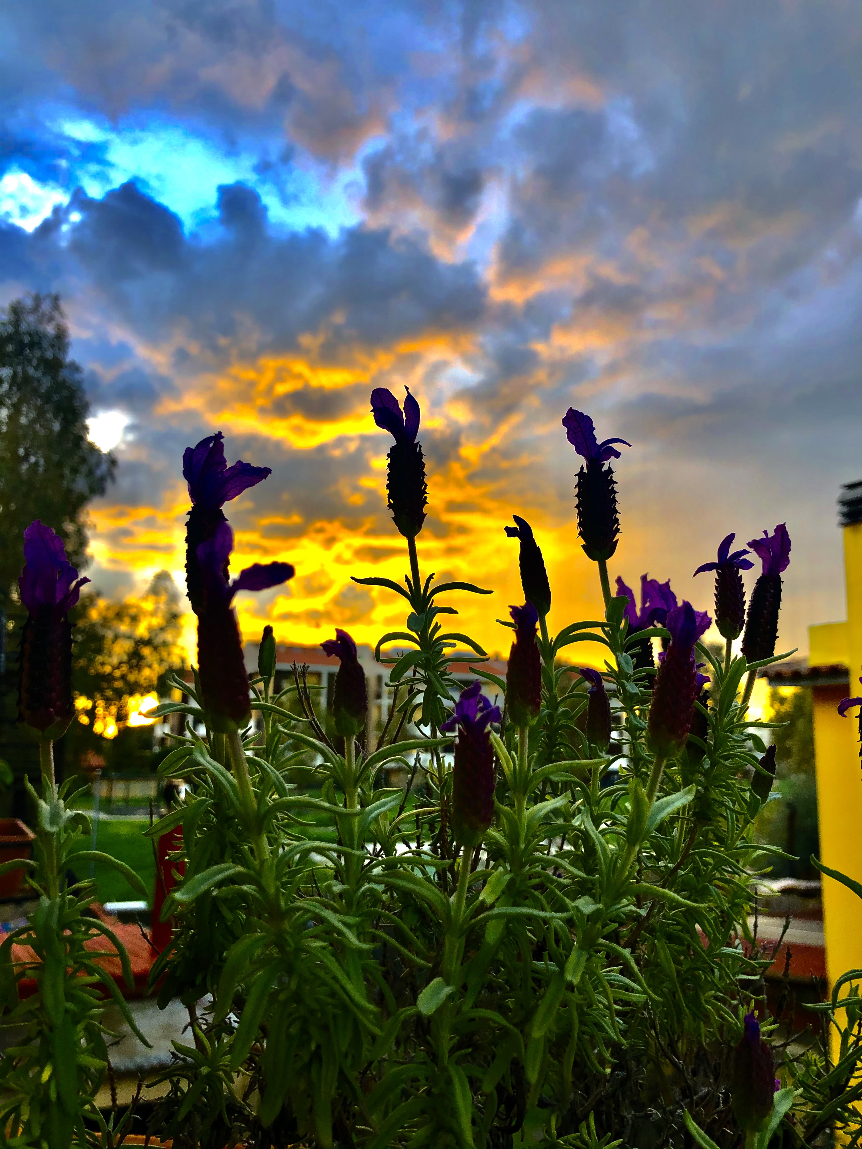 Fiori di lavanda e tramonto primaverile di Domidi