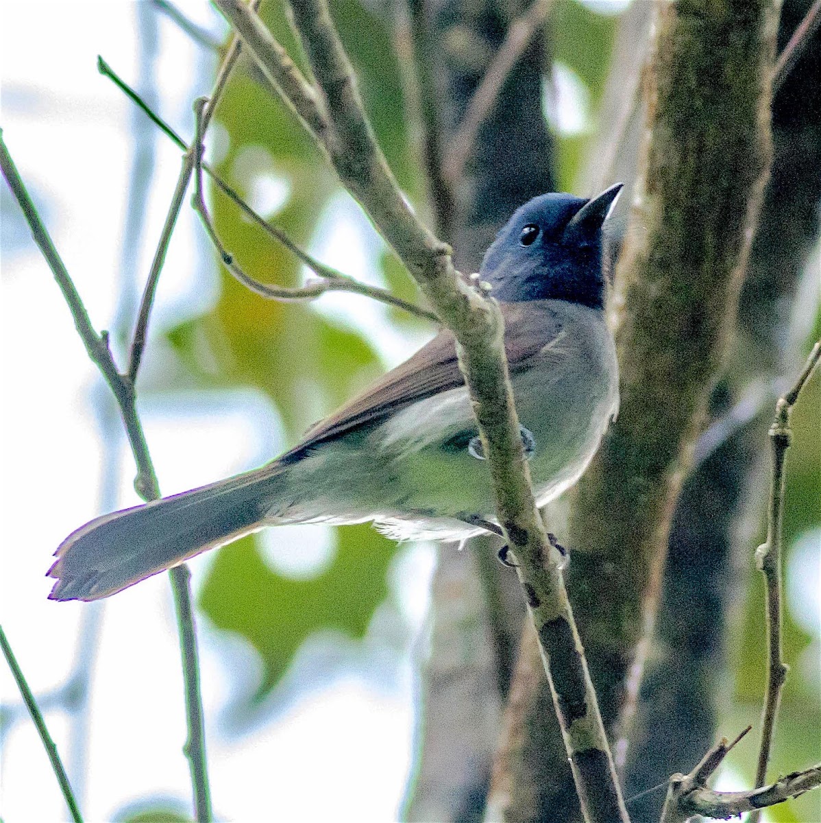 Black-Naped Monarch Flycatcher ♀