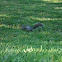 Eastern Gray Squirrel