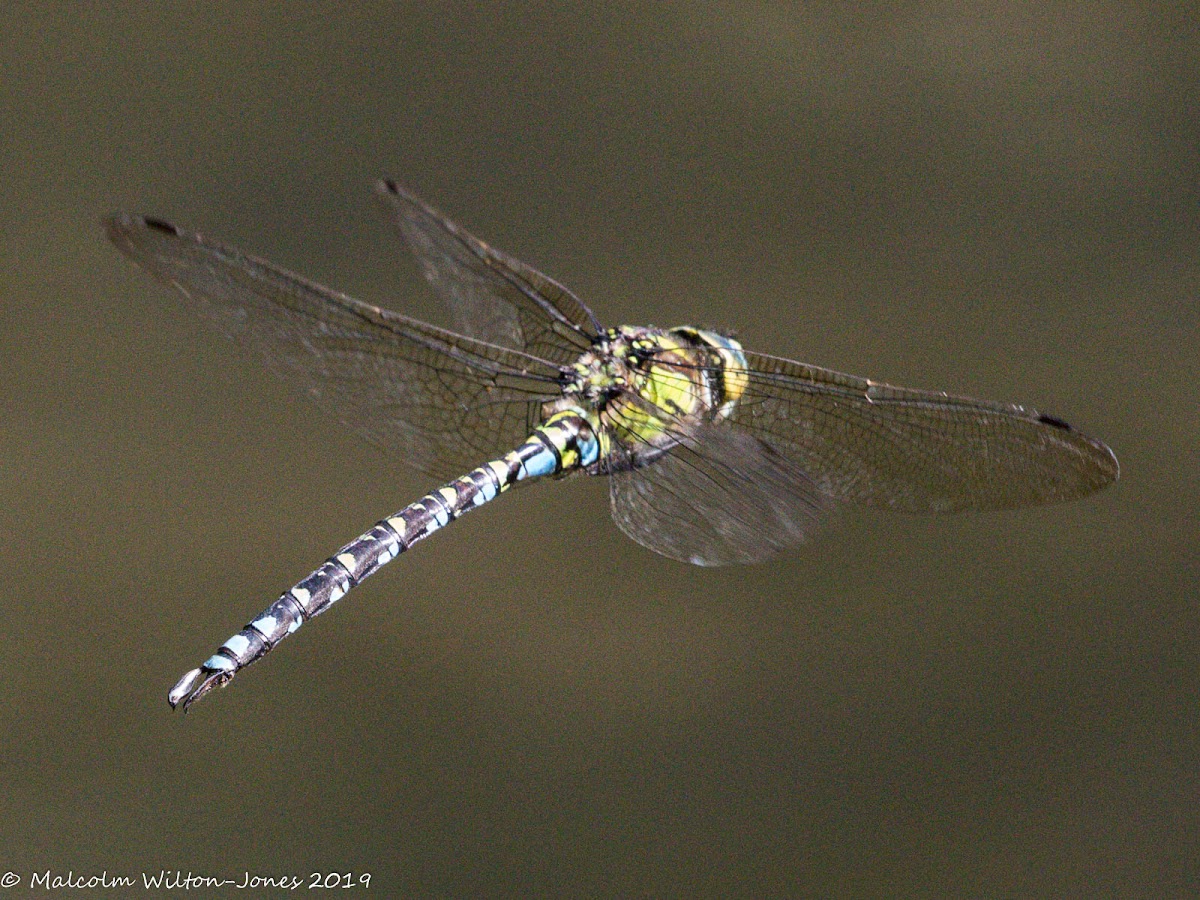 Migrant Hawker