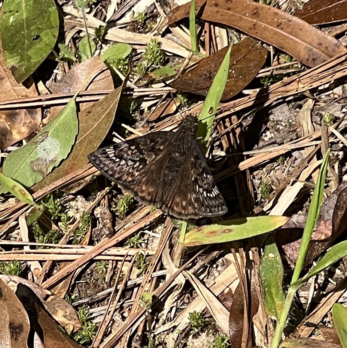 Juvenal's Duskywing