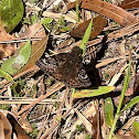 Juvenal's Duskywing