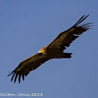 Griffon Vulture; Buitre Leonado