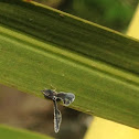 Derbid Planthopper