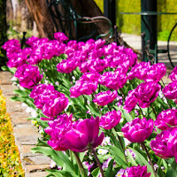 Striscia di Rosa... di 