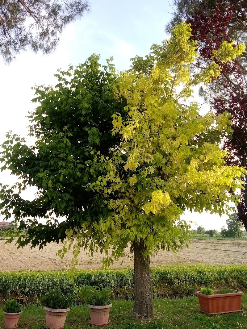 Albero chiaro o scuro? di Zarete