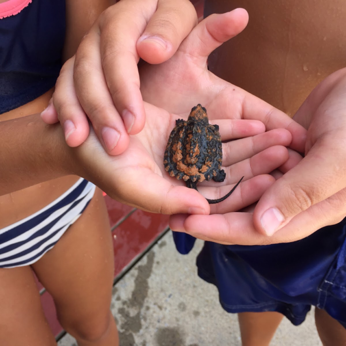 Snapping turtle