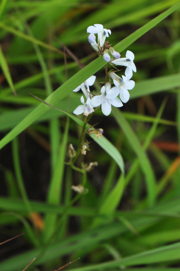 Pale-spiked Lobelia