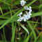 Pale-spiked Lobelia