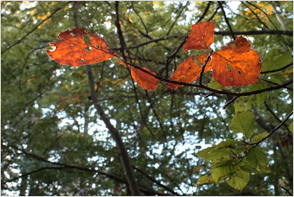 ... primi colori d'Autunno di MisterCanon