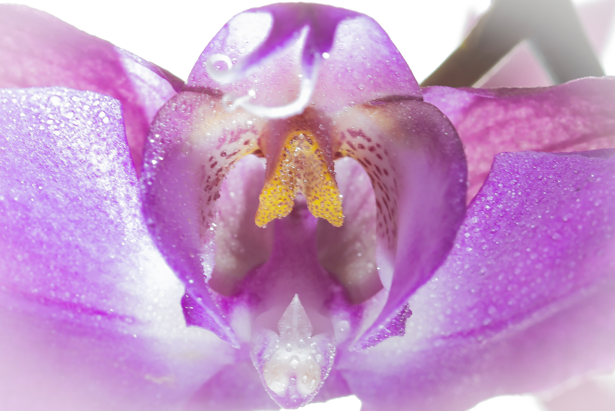 bocca di orchidea di gabrielomar