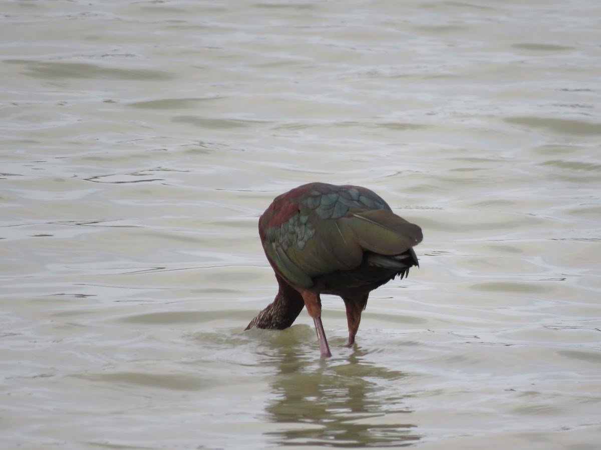 White-faced Ibis