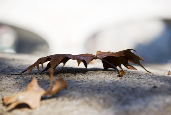 Ragno autunnale di Gigas