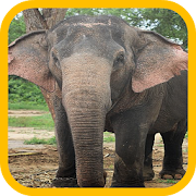 Elephant wallpaper  Icon