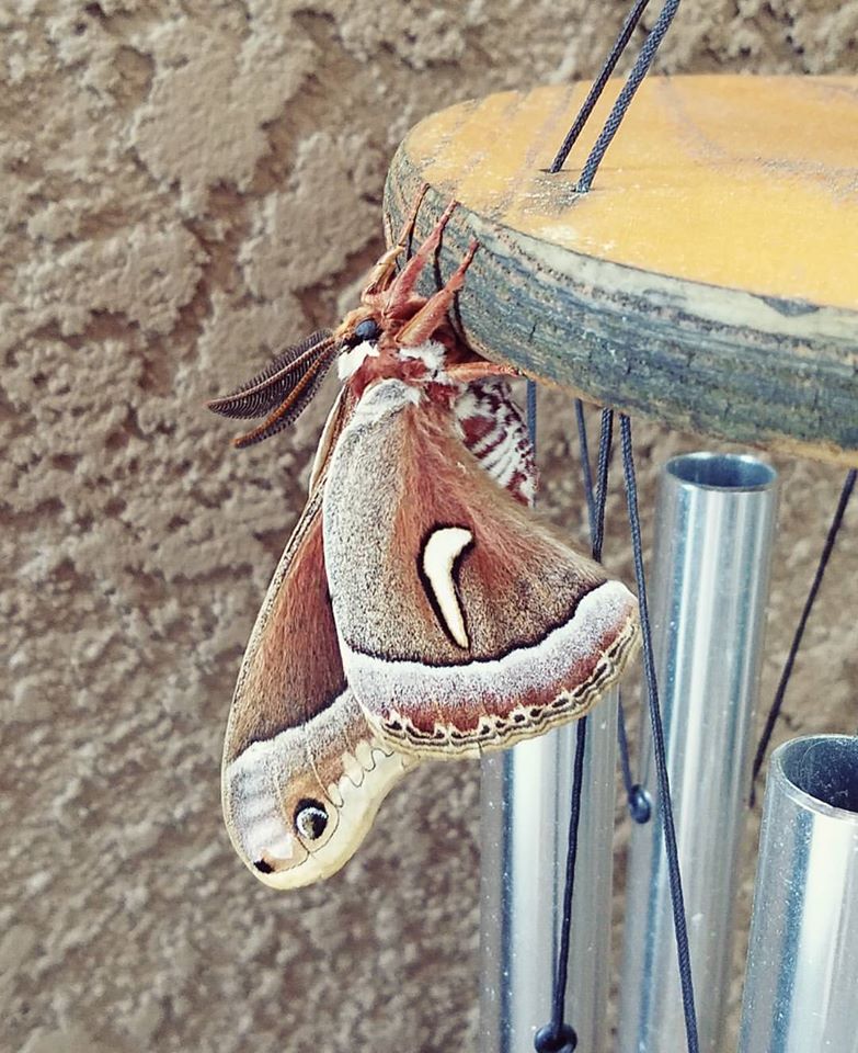 Ceanothus Silkmoth