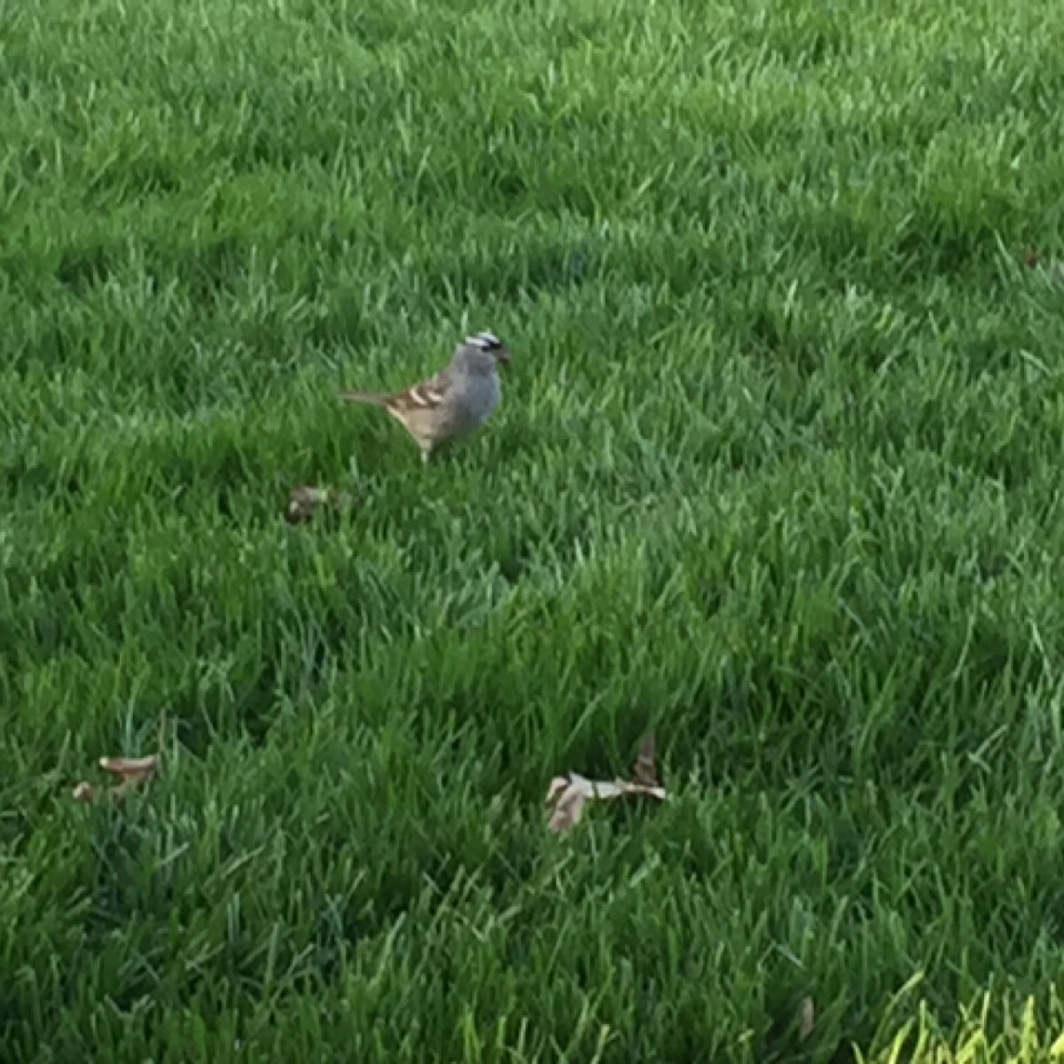 White crowned sparrow