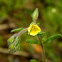 Willowleaf frostweed (Ηλιάνθεμο)