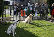 Dogs wait outside a polling station at the St Heliers Tennis Club as their owners vote in the general election in Auckland, New Zealand, September 23, 2017. 