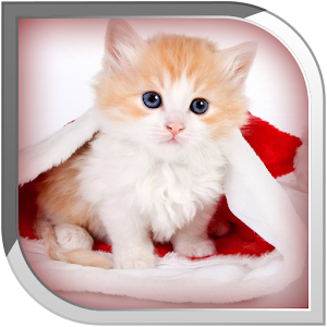 Cat Live Wallpaper.apk 1.0